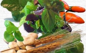 Herbs & Spices of Thailand [