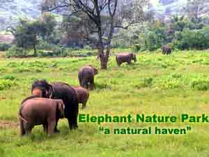 Elephants of Thailand